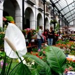 Plaza Berdura-mercado-tolosa-flores-y-plantas-pais-vasco